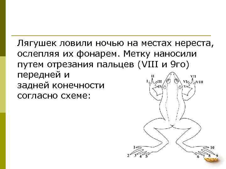 Лягушек ловили ночью на местах нереста,  ослепляя их фонарем. Метку наносили путем отрезания