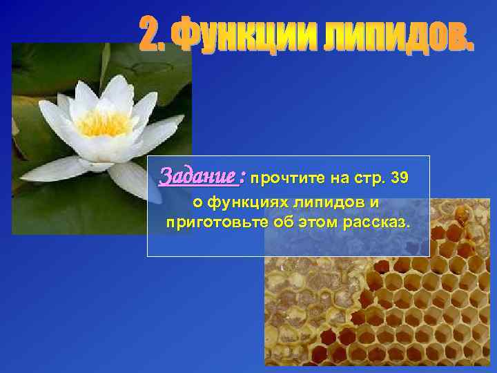 Задание : прочтите на стр. 39  о функциях липидов и приготовьте об этом