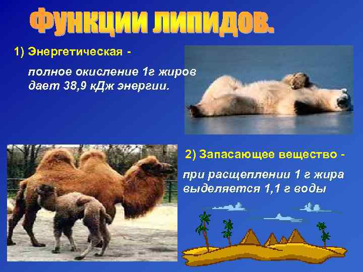 1) Энергетическая -  полное окисление 1 г жиров  дает 38, 9 к.