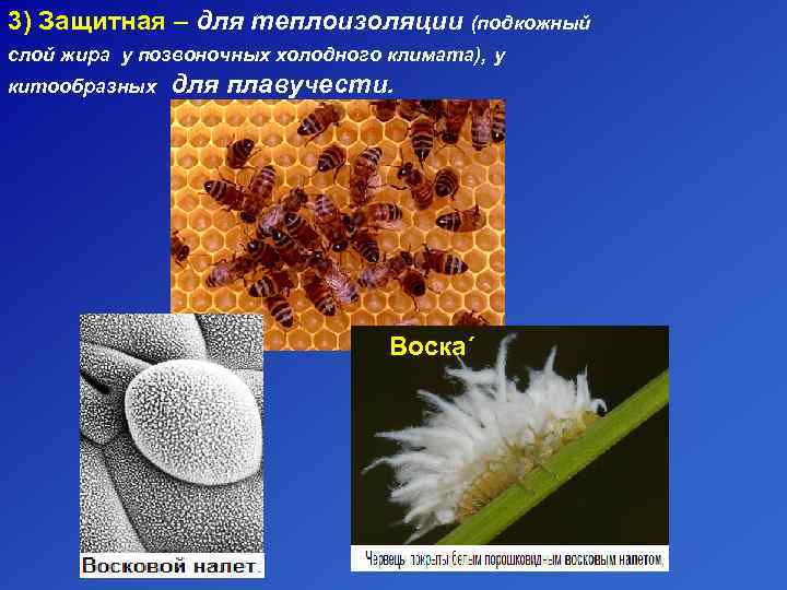 3) Защитная – для теплоизоляции (подкожный слой жира у позвоночных холодного климата), у китообразных