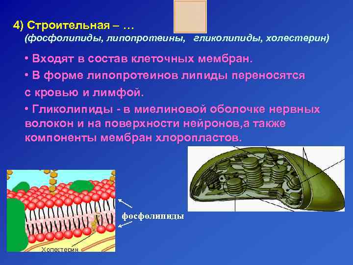 4) Строительная – … (фосфолипиды, липопротеины, гликолипиды, холестерин)  • Входят в состав клеточных