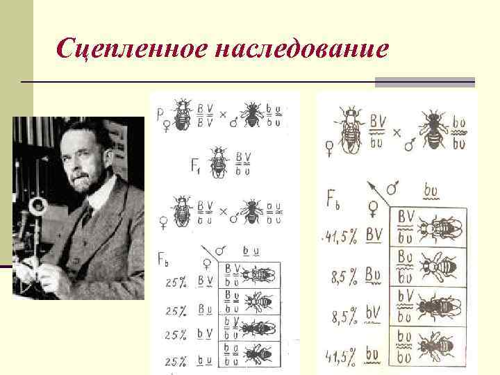 Сцепленное наследование 