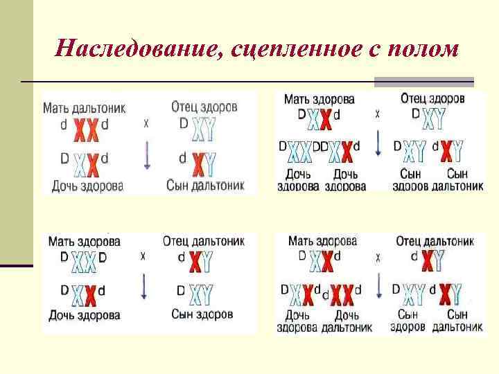 Наследование, сцепленное с полом 