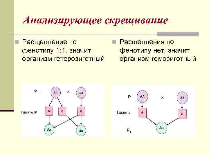  Анализирующее скрещивание n Расщепление по  n Расщепления по  фенотипу 1: 1,