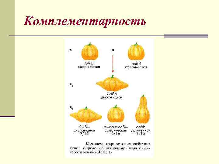 Комплементарность 