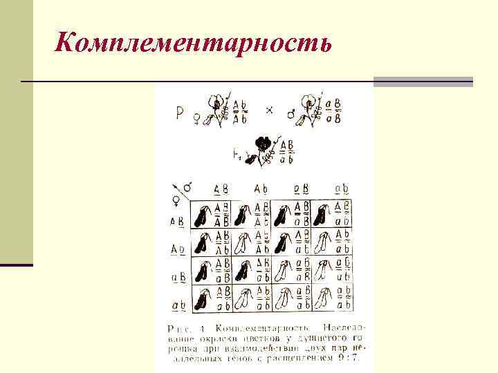 Комплементарность 