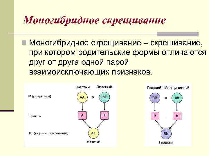 Моногибридное скрещивание n Моногибридное скрещивание – скрещивание,  при котором родительские формы отличаются друг