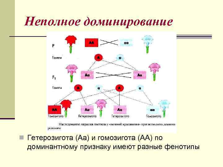  Неполное доминирование n Гетерозигота (Аа) и гомозигота (АА) по  доминантному признаку имеют