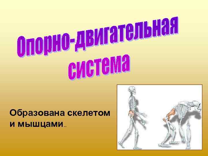 Образована скелетом и мышцами. . 