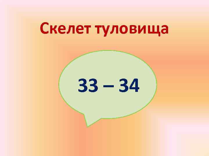 Скелет туловища  33 – 34 