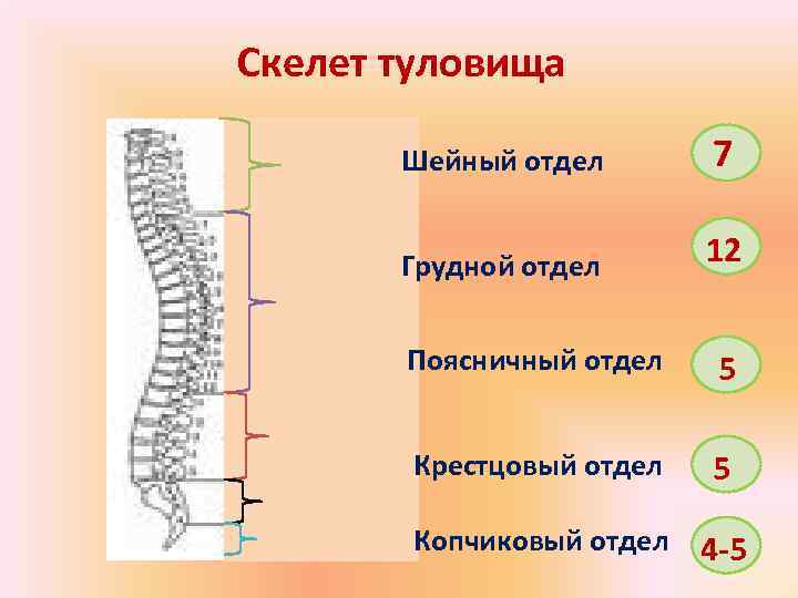 Скелет туловища   Шейный отдел  7   Грудной отдел  12