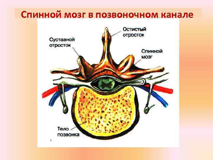 Спинной мозг в позвоночном канале 