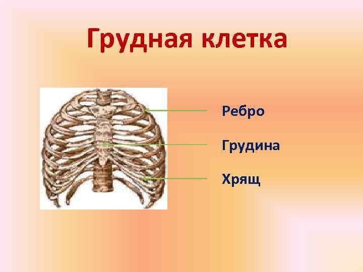 Грудная клетка  Ребро  Грудина  Хрящ 