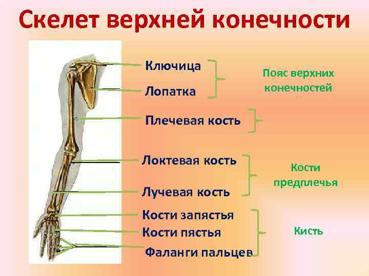 Скелет верхней конечности   Ключица  Пояс верхних   Лопатка  конечностей
