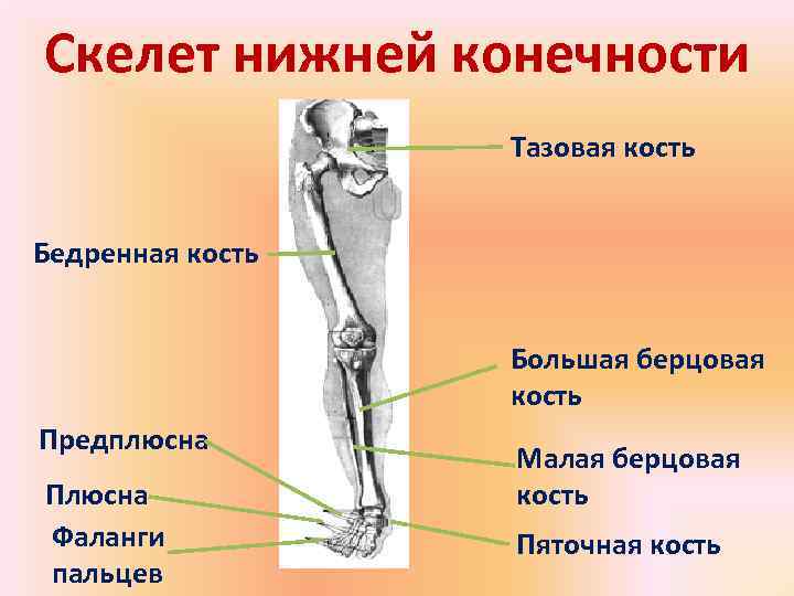 Скелет нижней конечности    Тазовая кость  Бедренная кость   