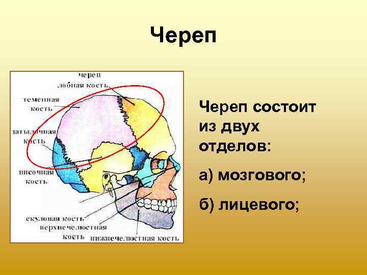 Череп состоит  из двух  отделов: а) мозгового; б) лицевого; 