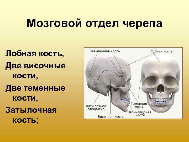   Мозговой отдел черепа Лобная кость, Две височные кости, Две теменные кости, Затылочная