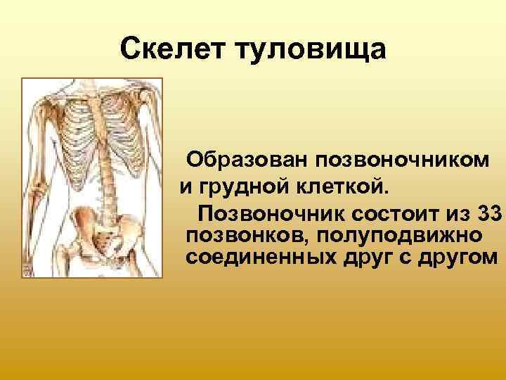 Скелет туловища  Образован позвоночником  и грудной клеткой.  Позвоночник состоит из 33