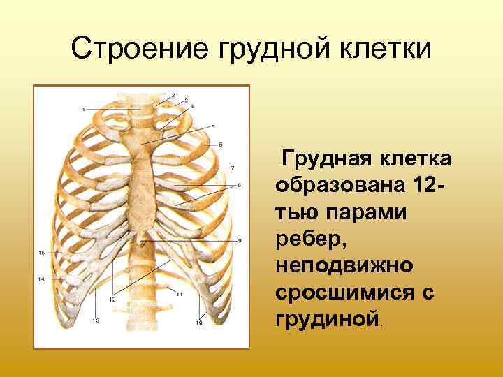 Строение грудной клетки   Грудная клетка   образована 12 -  
