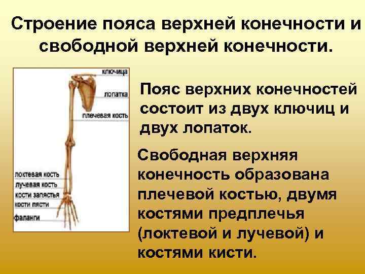 Строение пояса верхней конечности и  свободной верхней конечности.    Пояс верхних