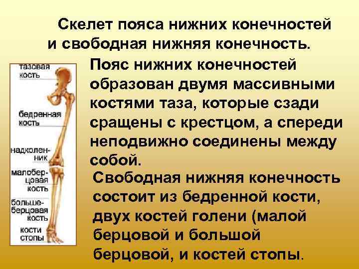 Скелет пояса нижних конечностей и свободная нижняя конечность.  Пояс нижних конечностей образован