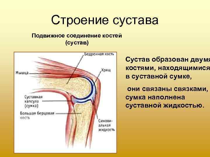  Строение сустава Подвижное соединение костей   (сустав)     
