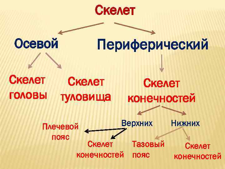     Скелет Осевой   Периферический Скелет головы  туловища конечностей