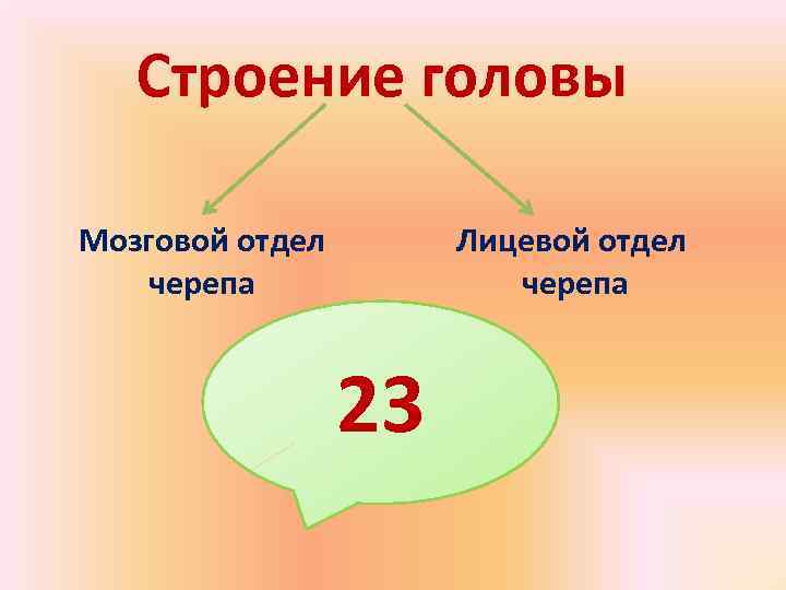   Строение головы Мозговой отдел  Лицевой отдел  черепа   