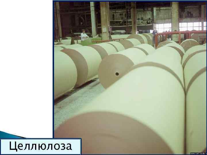 Целлюлоза 