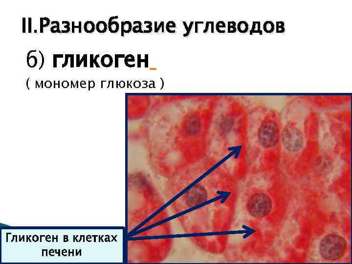  II. Разнообразие углеводов  б) гликоген  ( мономер глюкоза ) Гликоген в