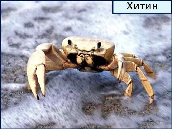 Хитин 