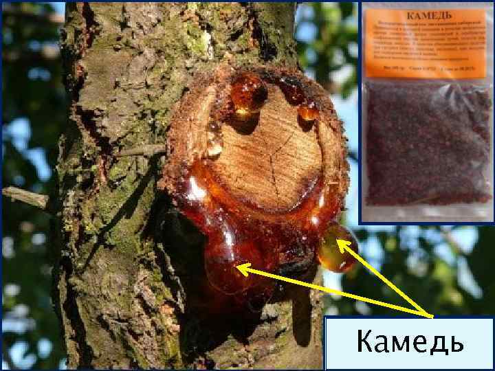 Камеди   Камедь 