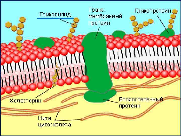Гликолипид 