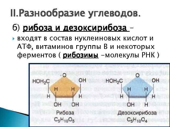II. Разнообразие углеводов. б) рибоза и дезоксирибоза – входят в состав нуклеиновых кислот и