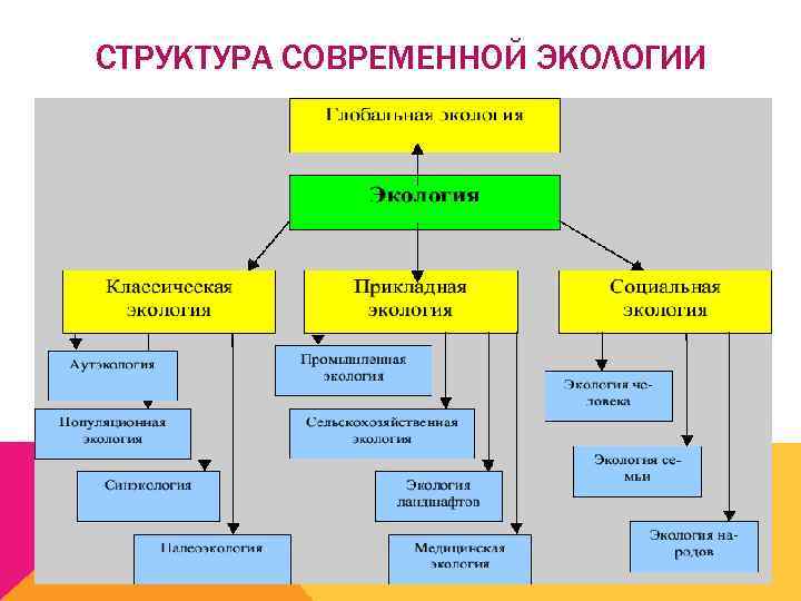 СТРУКТУРА СОВРЕМЕННОЙ ЭКОЛОГИИ 