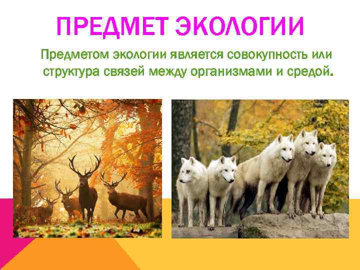  ПРЕДМЕТ ЭКОЛОГИИ Предметом экологии является совокупность или структура связей между организмами и средой.