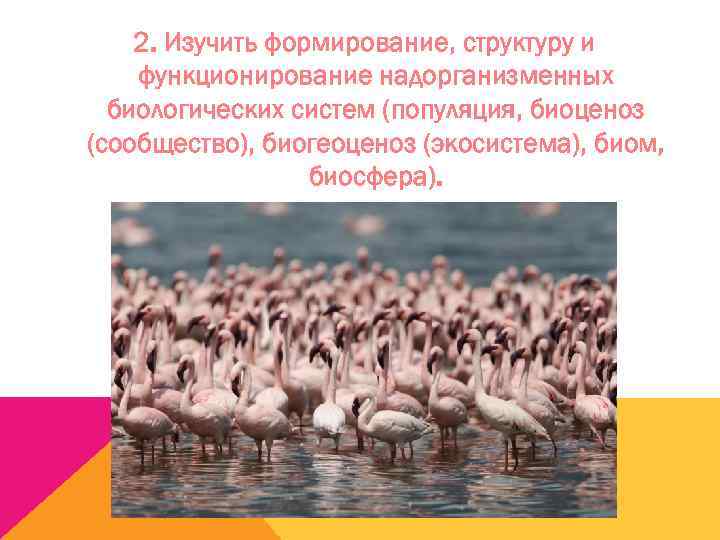   2. Изучить формирование, структуру и функционирование надорганизменных  биологических систем (популяция, биоценоз