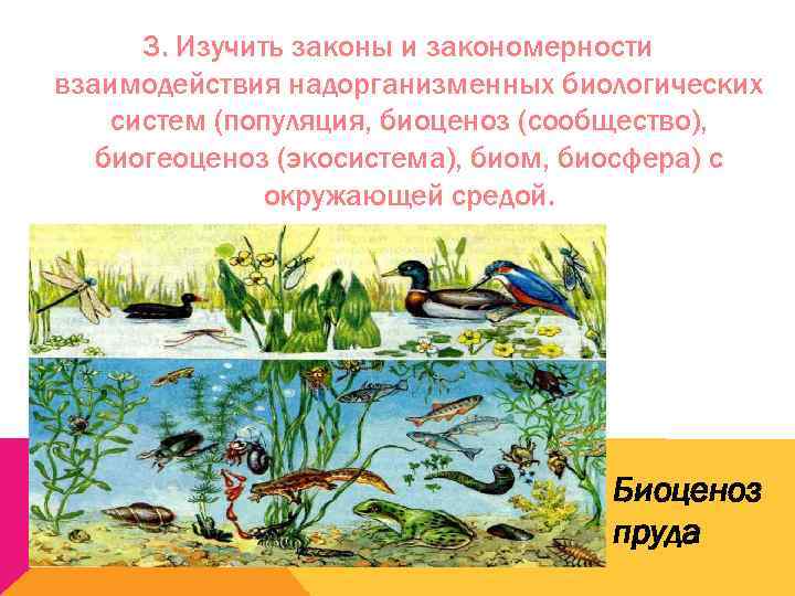   3. Изучить законы и закономерности взаимодействия надорганизменных биологических систем (популяция, биоценоз (сообщество),