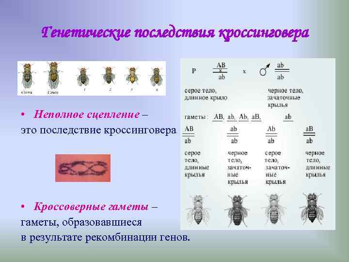 Генетические последствия кроссинговера • Неполное сцепление – это последствие кроссинговера • Кроссоверные Генетические последствия кроссинговера • Неполное сцепление – это последствие кроссинговера • Кроссоверные