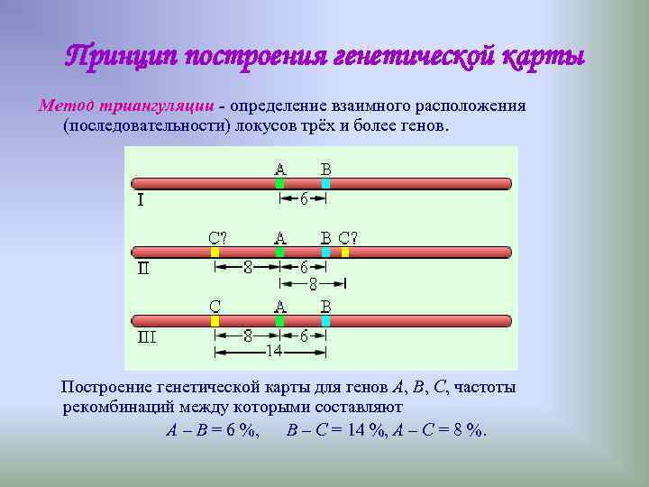 Принцип построения генетической карты Метод триангуляции - определение взаимного расположения (последовательности) Принцип построения генетической карты Метод триангуляции - определение взаимного расположения (последовательности)