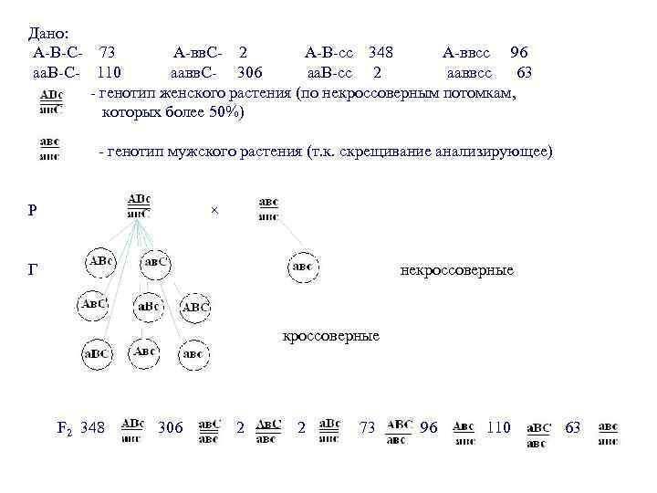 Сколько гамет образует особь с генотипом аа