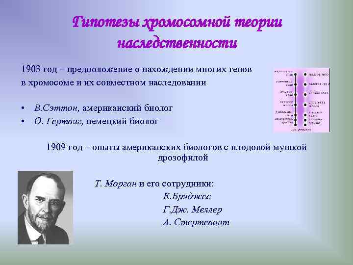 Гипотезы хромосомной теории наследственности 1903 год – предположение Гипотезы хромосомной теории наследственности 1903 год – предположение