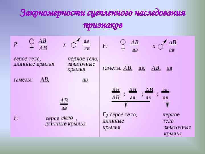 Закономерности сцепленного наследования признаков Закономерности сцепленного наследования признаков