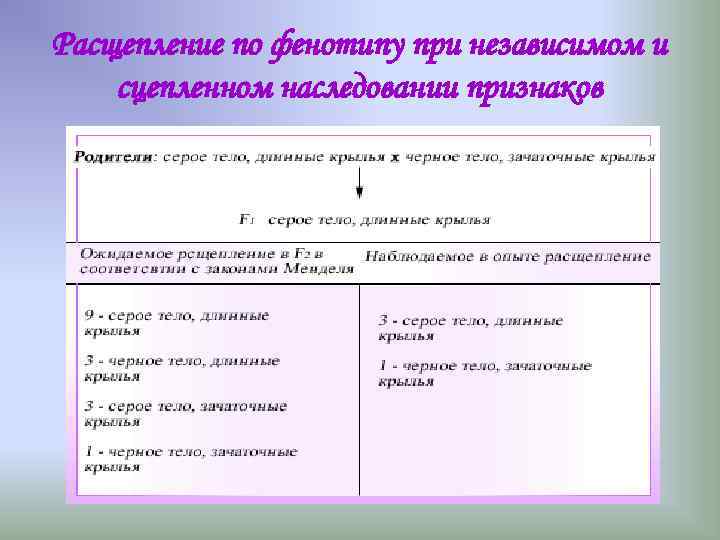 Расщепление по фенотипу при независимом и сцепленном наследовании признаков Расщепление по фенотипу при независимом и сцепленном наследовании признаков