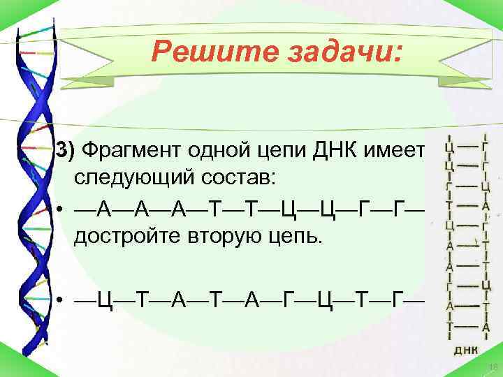 Одна из цепей днк имеет