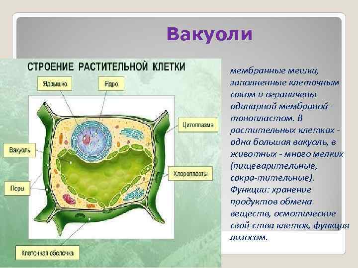 Вакуоли мембранные мешки,  заполненные клеточным соком и ограничены одинарной мембраной  тонопластом. В
