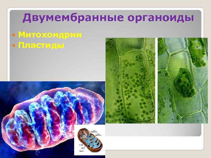   Двумембранные органоиды  Митохондрии  Пластиды 