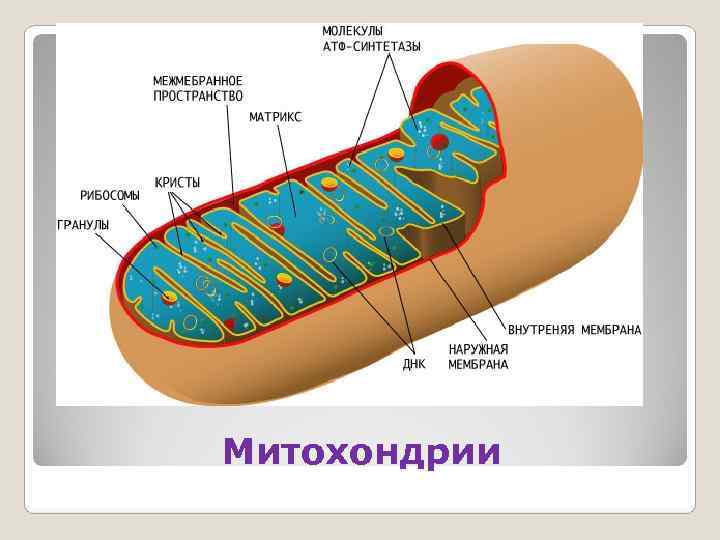 Митохондрии 