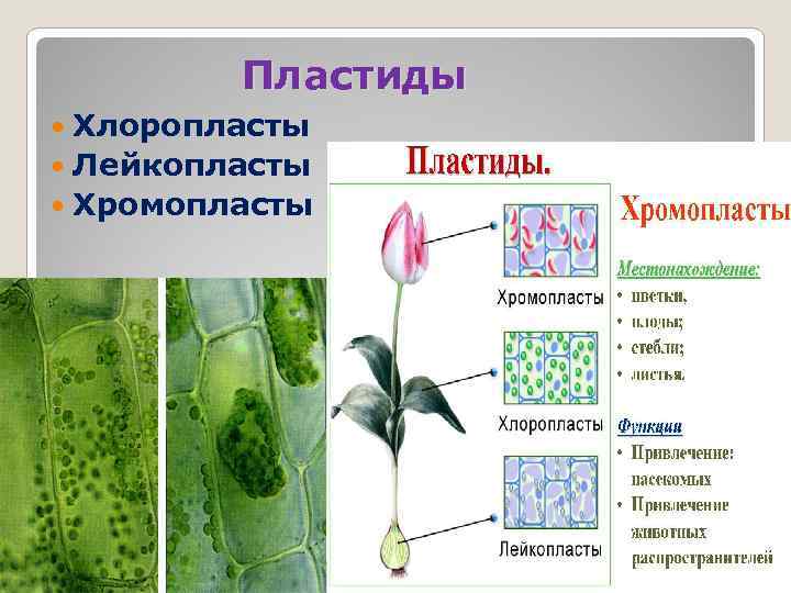    Пластиды  Хлоропласты  Лейкопласты  Хромопласты 