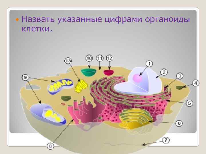 Под какой цифрой на рисунке изображен органоид содержащий клеточный сок ответ 5 класс